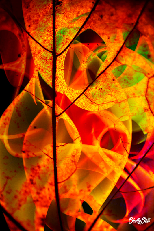 Autumn Dried Leaves Layered Abstract Nature Photography Shelly Still Photographer